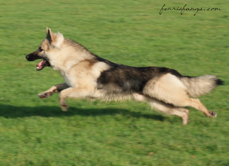 IROH, a German Shepherd Dog tested with EmbarkVet.com