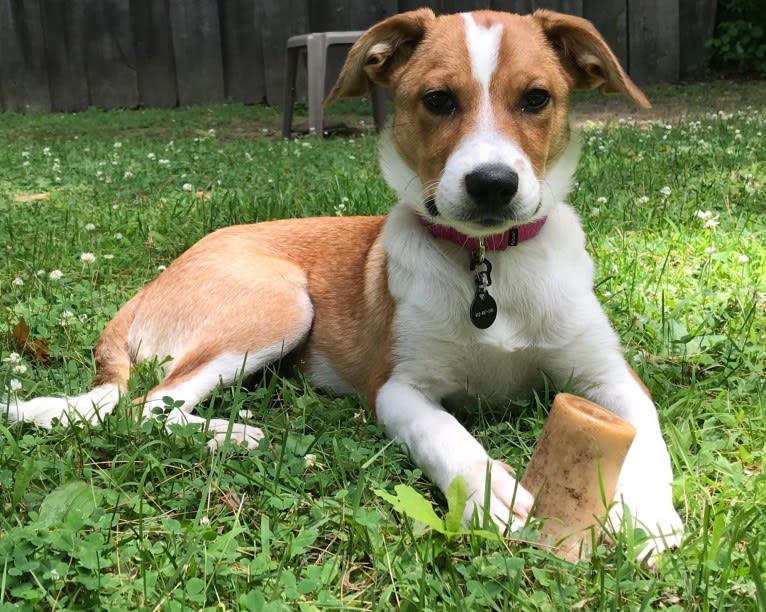 Mabel, an Australian Cattle Dog and Chow Chow mix tested with EmbarkVet.com