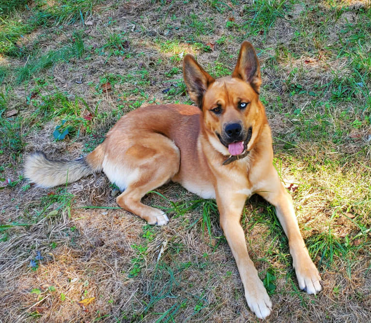 Canyon, a Siberian Husky and Saint Bernard mix tested with EmbarkVet.com