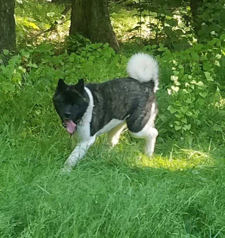 Casey, an Akita tested with EmbarkVet.com