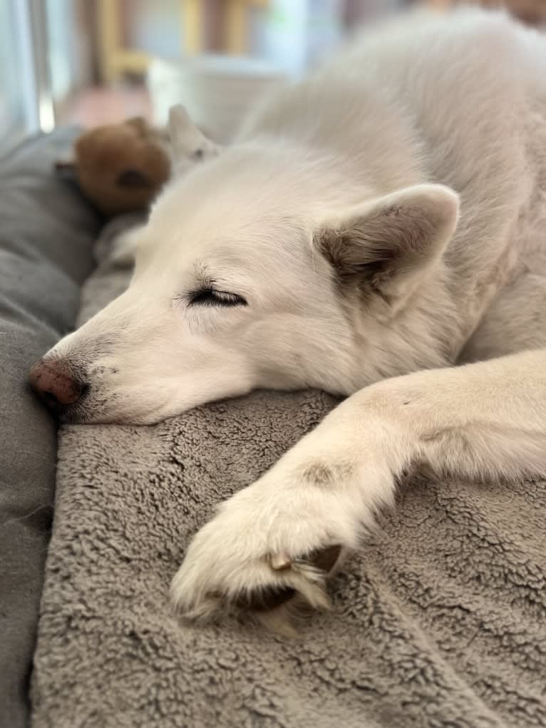 Mia, a Siberian Husky tested with EmbarkVet.com