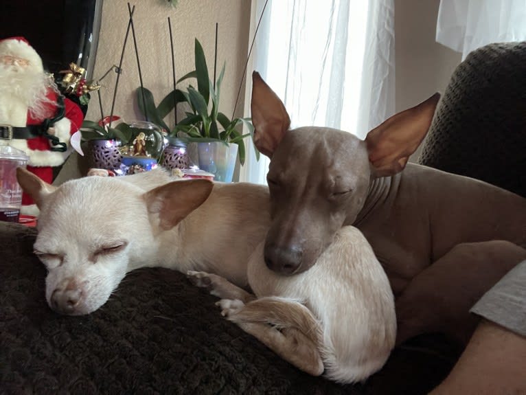 Tater Tot (Namaste), an American Hairless Terrier tested with EmbarkVet.com