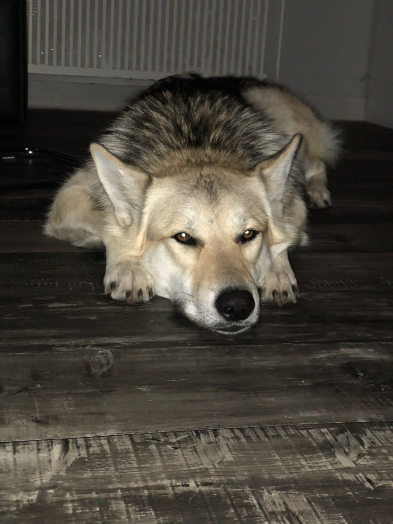 Freki a dog tested with EmbarkVet.com