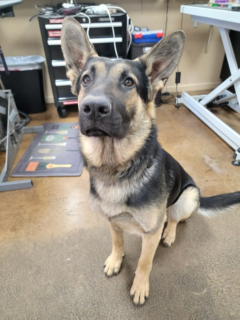 Hamlet, a German Shepherd Dog and Siberian Husky mix tested with EmbarkVet.com