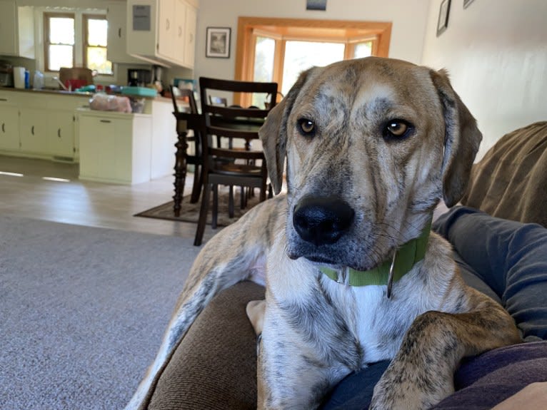 Simba, a Catahoula Leopard Dog and Chow Chow mix tested with EmbarkVet.com