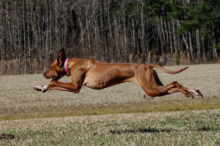 Tula, a Pointer and Llewellin Setter mix tested with EmbarkVet.com