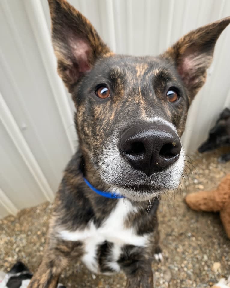 Lars, a German Shepherd Dog and Collie mix tested with EmbarkVet.com