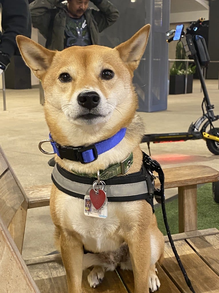 Kyoto, a Shiba Inu tested with EmbarkVet.com