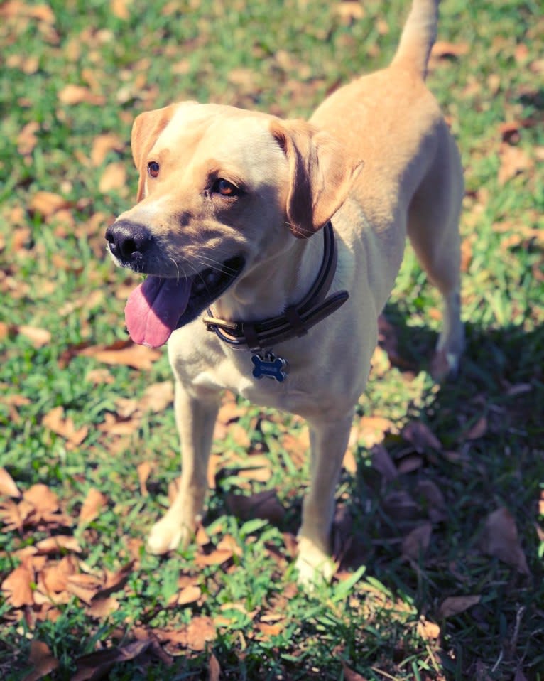 Charlie, a Labrador Retriever and Boxer mix tested with EmbarkVet.com