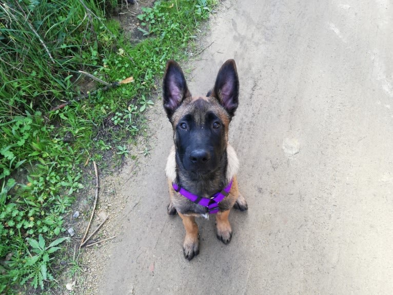 Kylar (PsychoKiller d'Hélitesport), a Belgian Shepherd tested with EmbarkVet.com