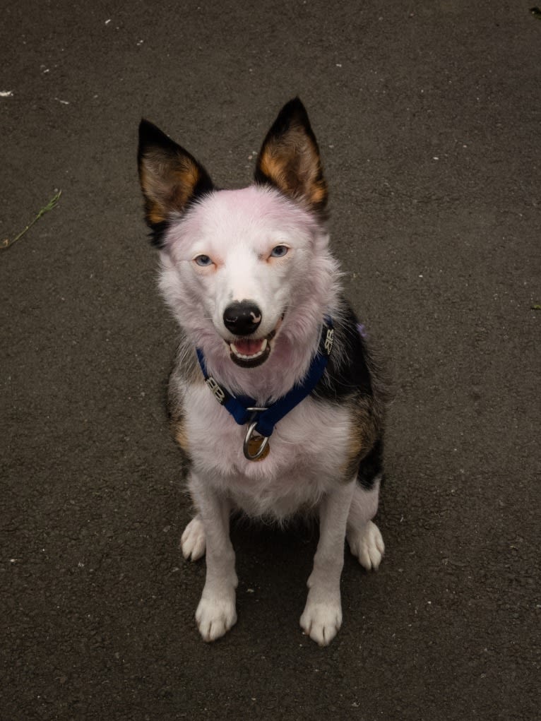 Mixie, a Border Collie tested with EmbarkVet.com