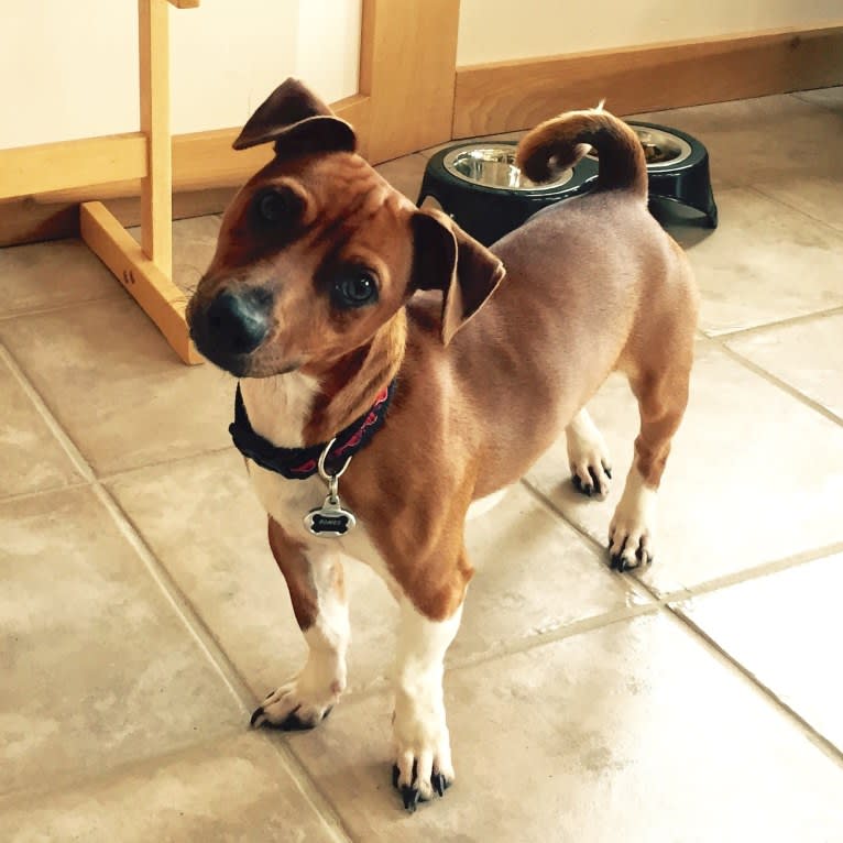 Romeo, a Taco Terrier tested with EmbarkVet.com