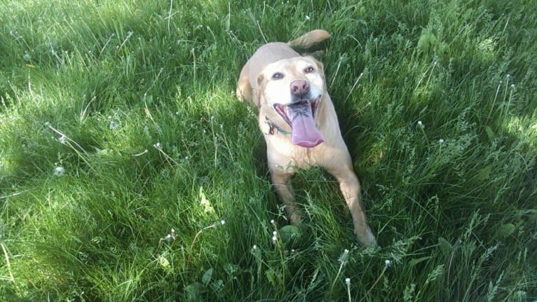 Sadie, a Labrador Retriever and American Bulldog mix tested with EmbarkVet.com