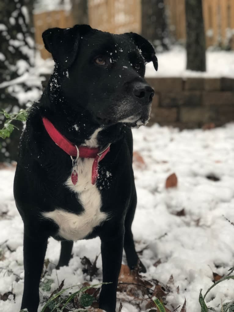 Buddy, an American Pit Bull Terrier and Labrador Retriever mix tested with EmbarkVet.com