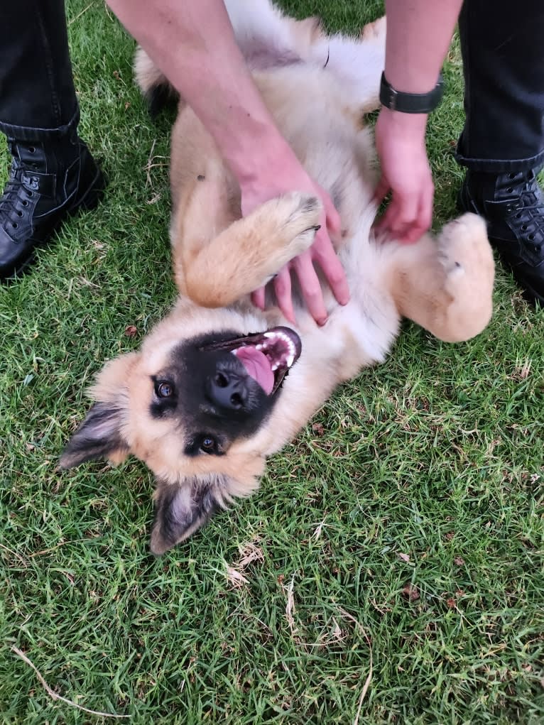 Tinos, a German Shepherd Dog and Alaskan Malamute mix tested with EmbarkVet.com