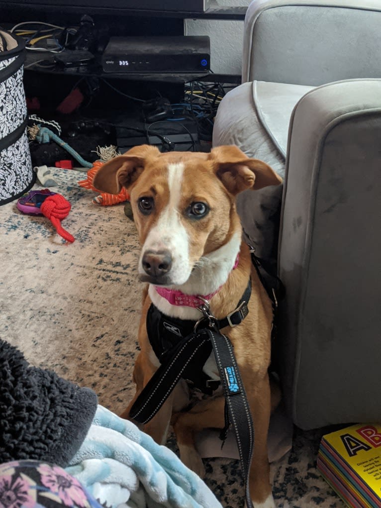 Raya, a Dachshund and Australian Cattle Dog mix tested with EmbarkVet.com