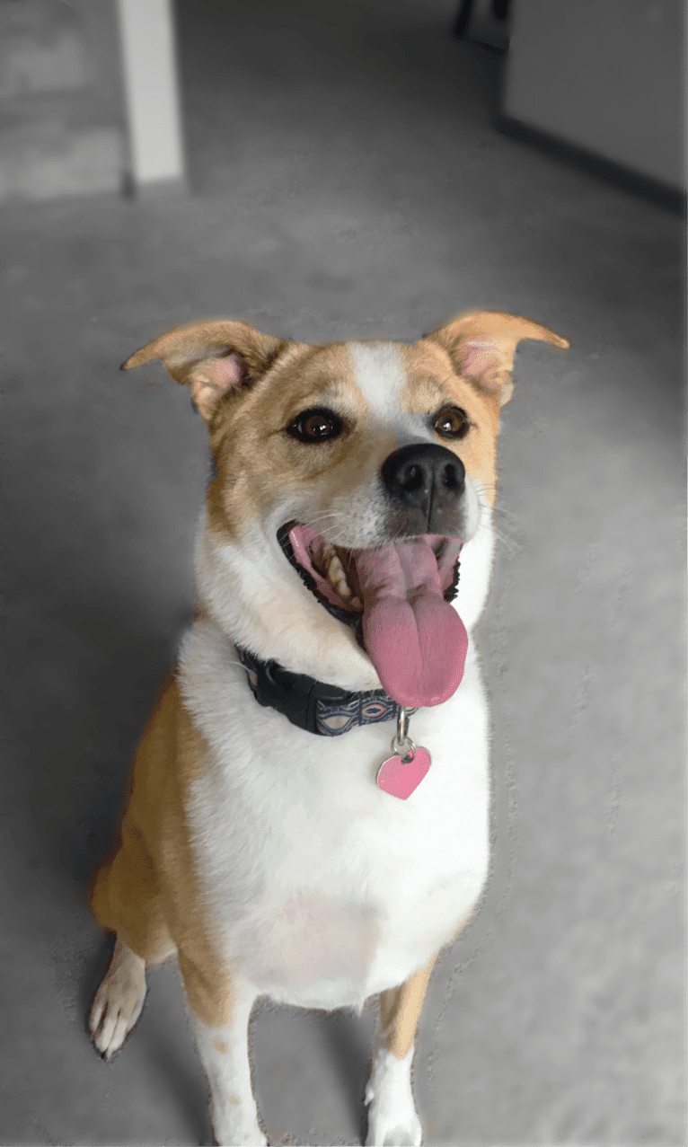 Alli, an American Pit Bull Terrier and German Shepherd Dog mix tested with EmbarkVet.com