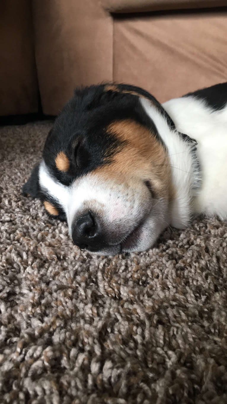 Beau, a Greater Swiss Mountain Dog and Great Pyrenees mix tested with EmbarkVet.com