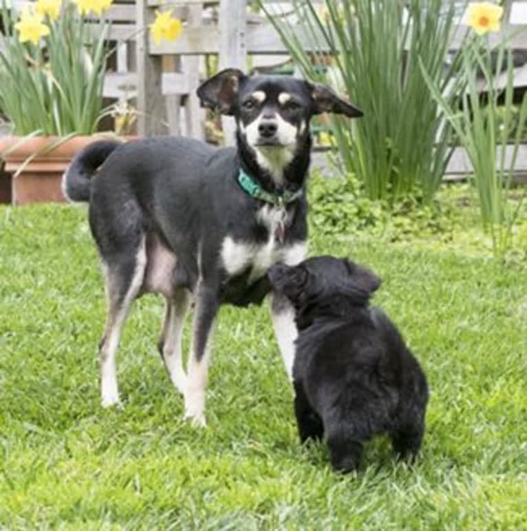 Jasper, a Poodle (Small) and Chihuahua mix tested with EmbarkVet.com