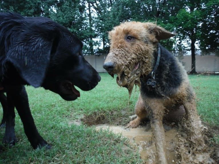 Sulley, an Airedale Terrier tested with EmbarkVet.com