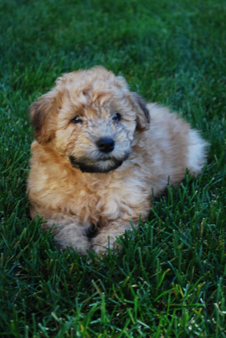 Fig, a Soft Coated Wheaten Terrier and Miniature Schnauzer mix tested with EmbarkVet.com