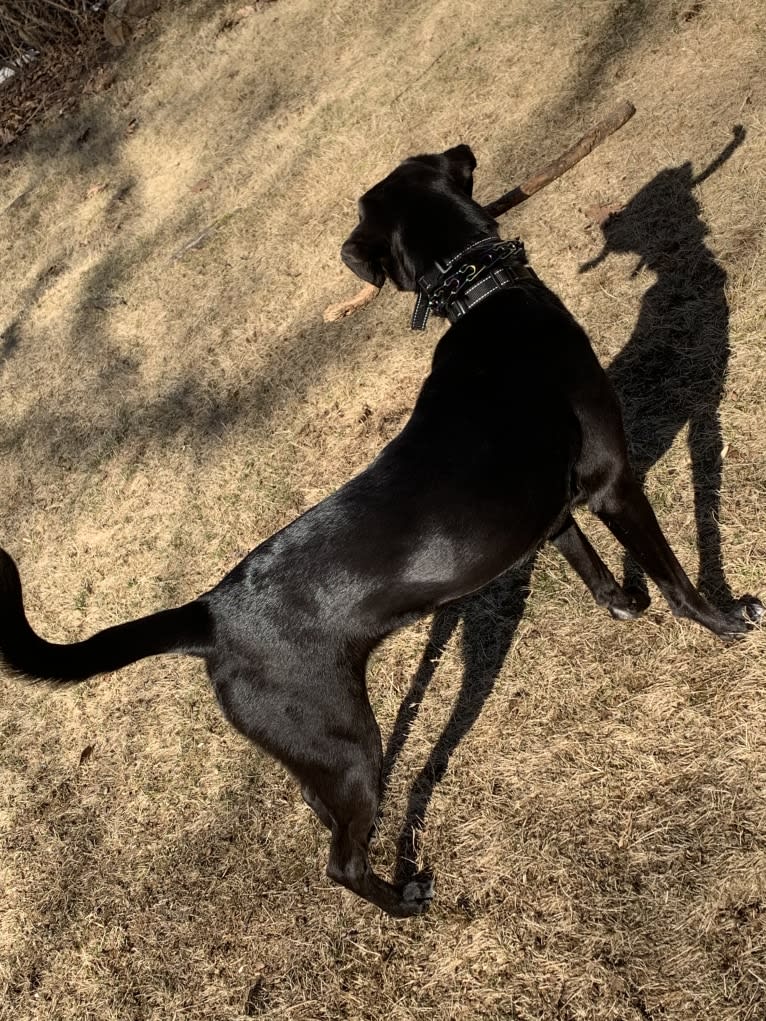 Suki, a Golden Retriever and Labrador Retriever mix tested with EmbarkVet.com