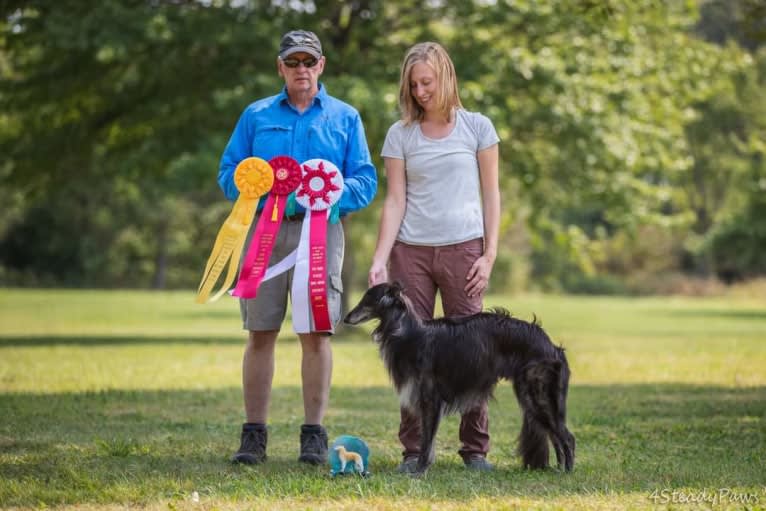 Cricket, a Silken Windhound tested with EmbarkVet.com