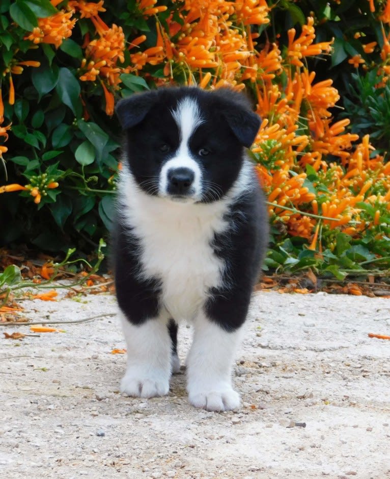 Nalle, a Karelian Bear Dog tested with EmbarkVet.com