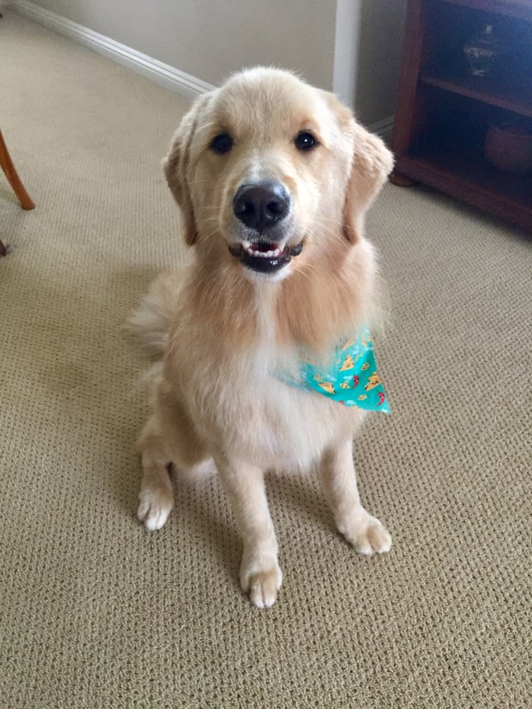 Kai, a Border Collie and Golden Retriever mix tested with EmbarkVet.com