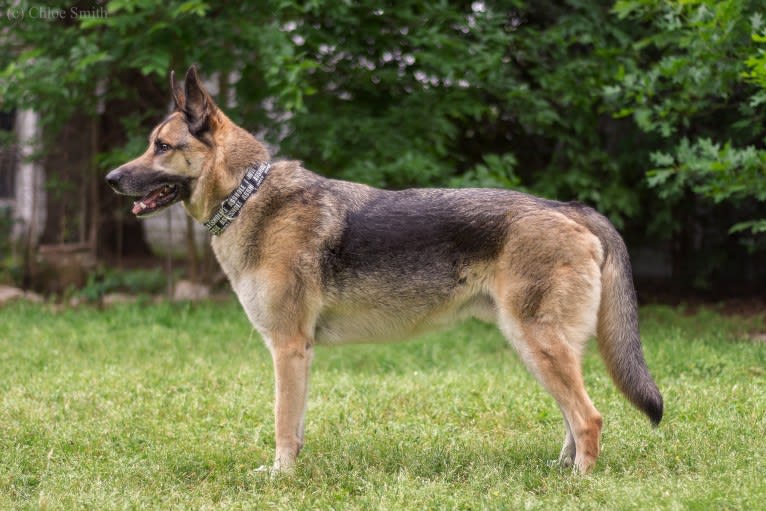 Enzo, a German Shepherd Dog and Siberian Husky mix tested with EmbarkVet.com