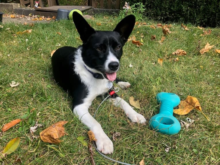 Newt, an Australian Cattle Dog and Border Collie mix tested with EmbarkVet.com