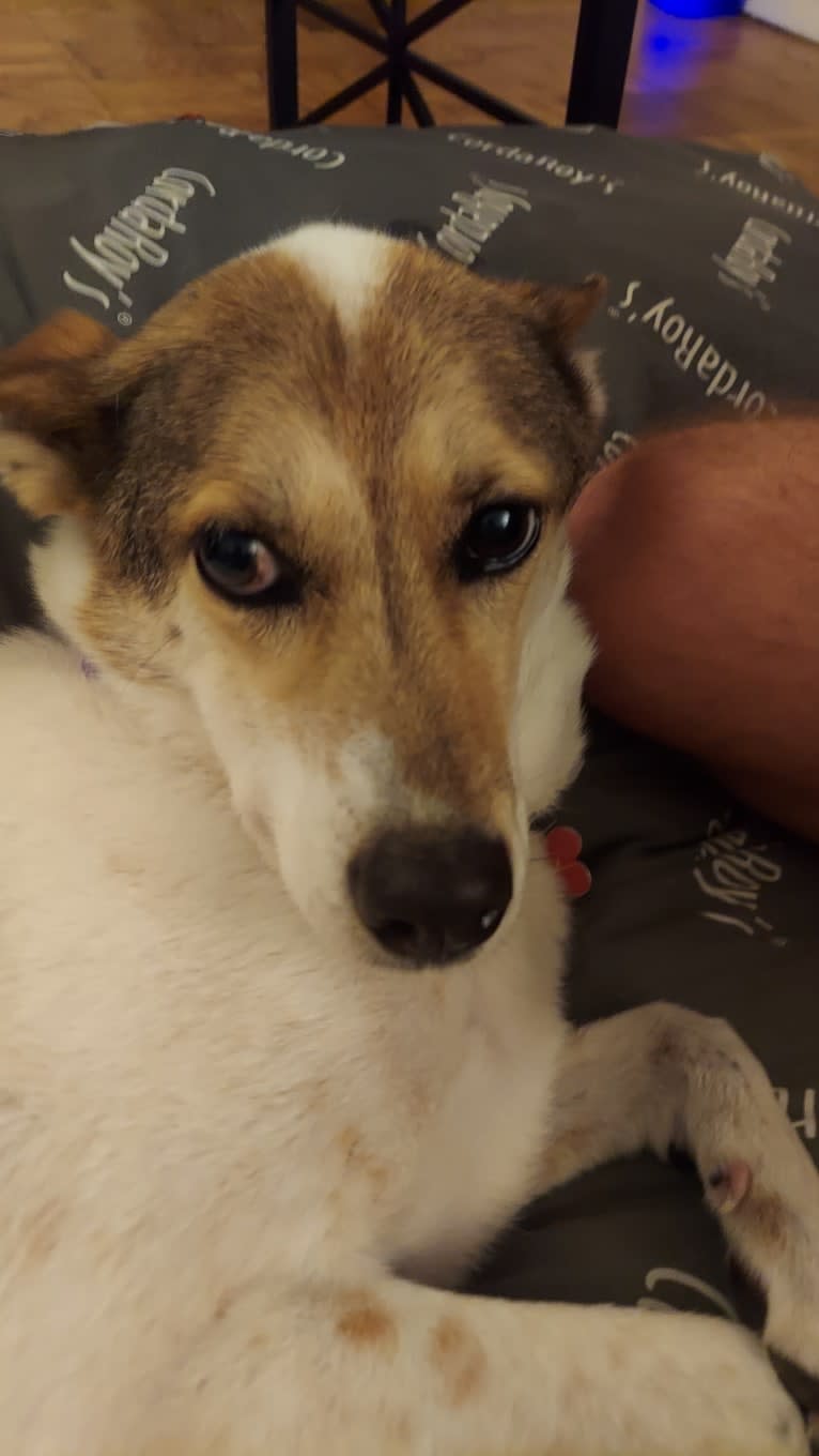 Aili Klawon, a Southeast Asian Village Dog tested with EmbarkVet.com