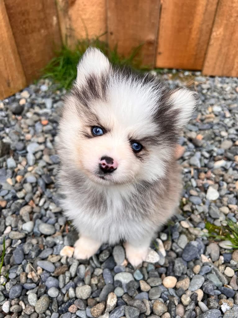 Bentley, a Pomsky tested with EmbarkVet.com