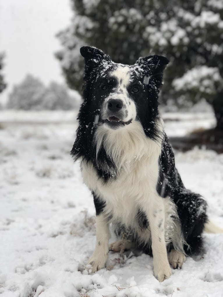 Donut, a Border Collie tested with EmbarkVet.com