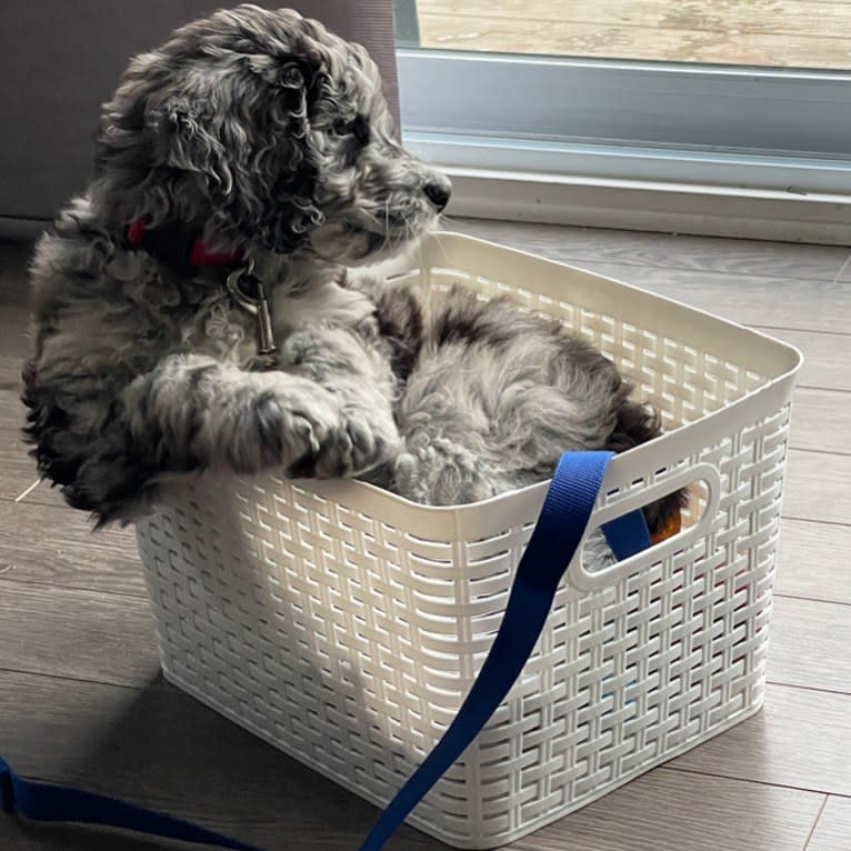 Juno Thedoodle, a Goldendoodle tested with EmbarkVet.com