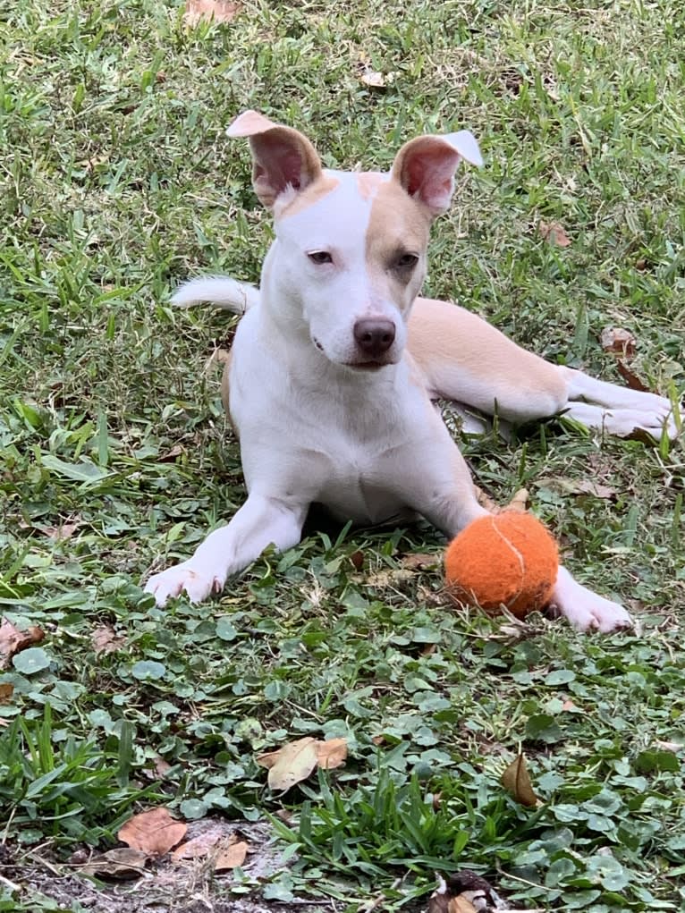 Miah, an American Pit Bull Terrier tested with EmbarkVet.com