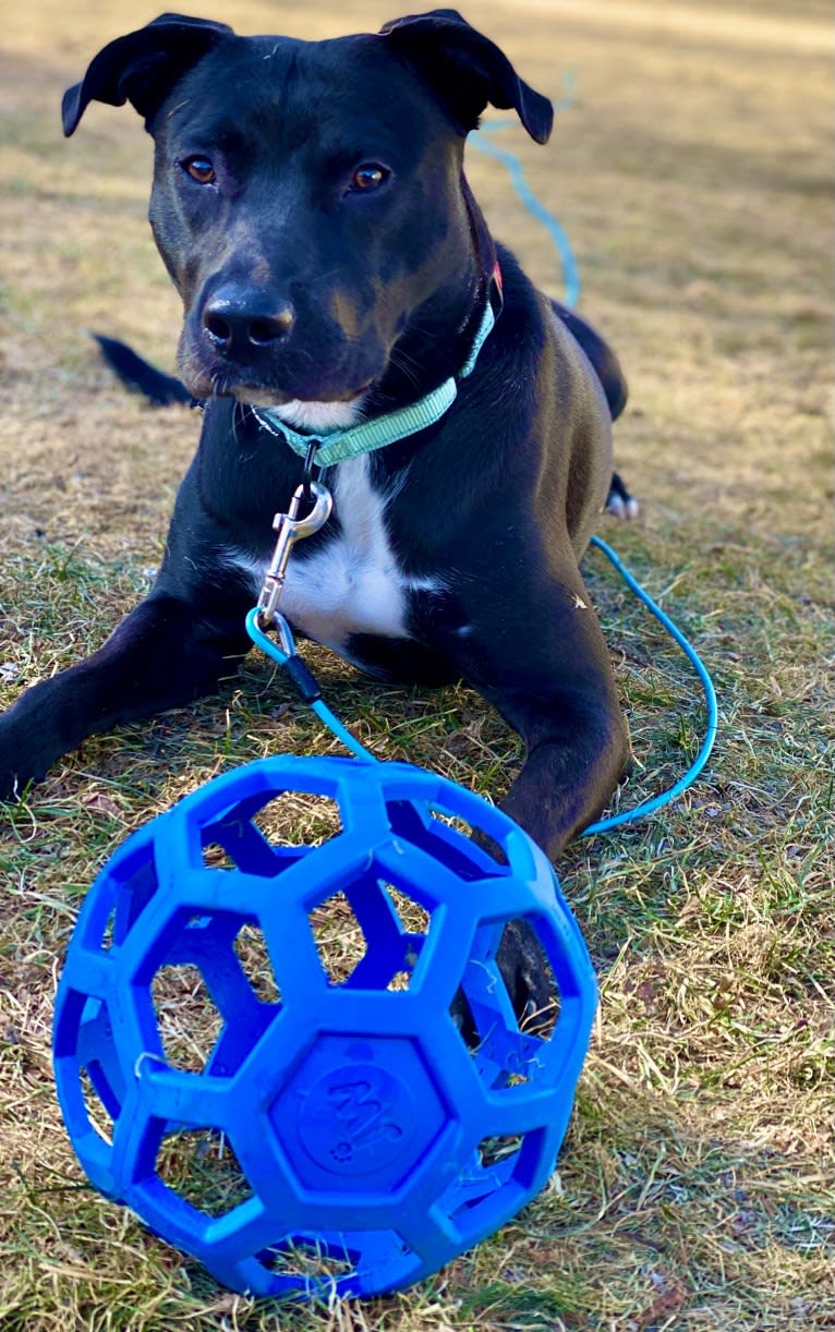 Phoenix, a Labrador Retriever and American Pit Bull Terrier mix tested with EmbarkVet.com