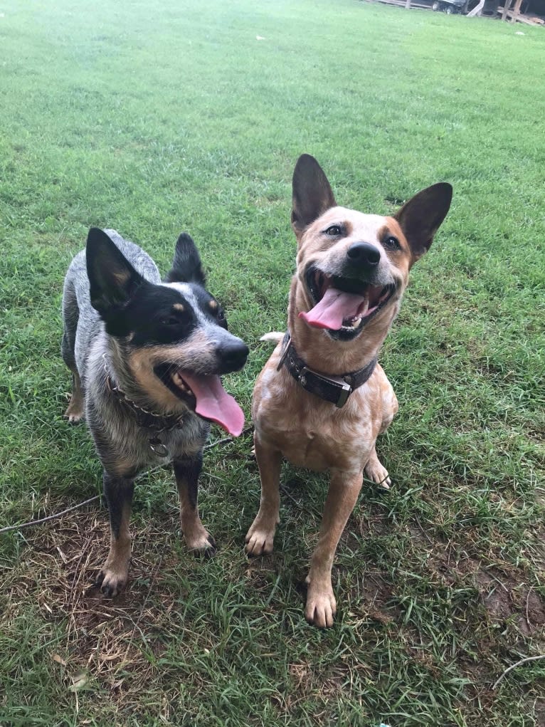 Frost, an Australian Cattle Dog tested with EmbarkVet.com