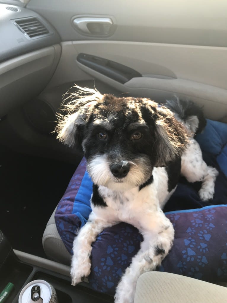 Theo, a Havanese and Coton de Tulear mix tested with EmbarkVet.com