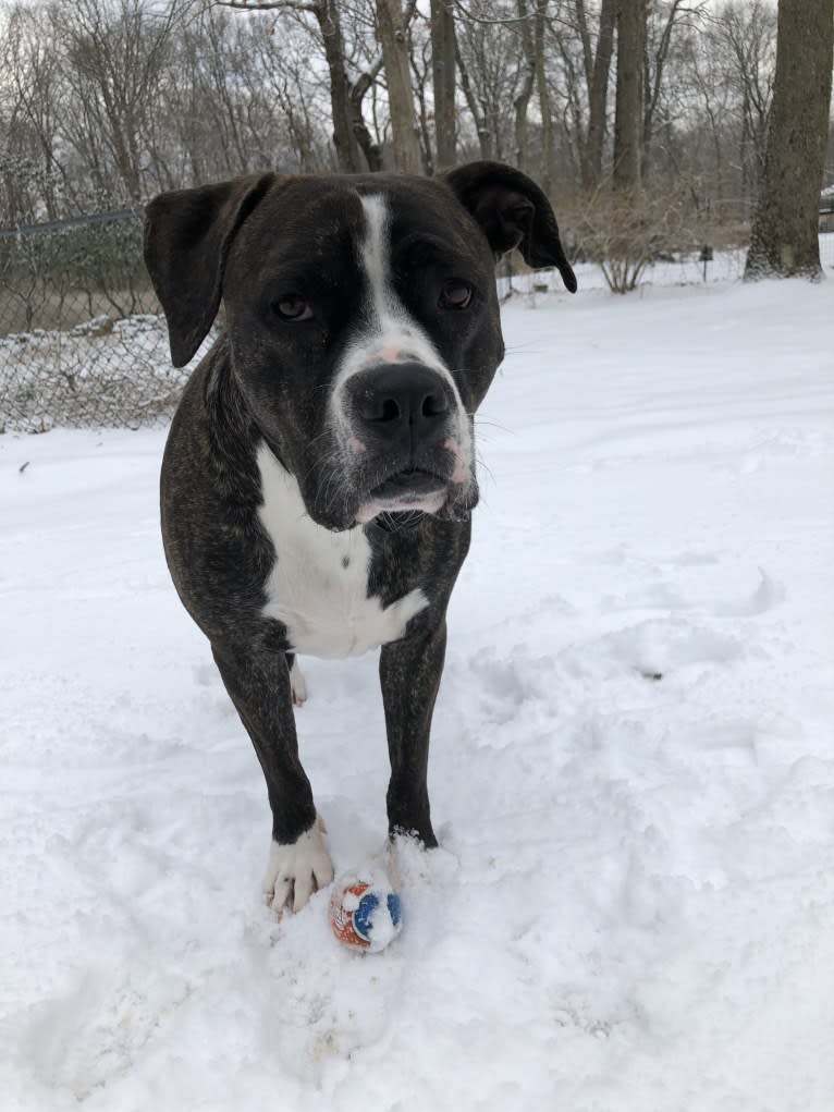 Embark Dog Dna Test Caz Gallery