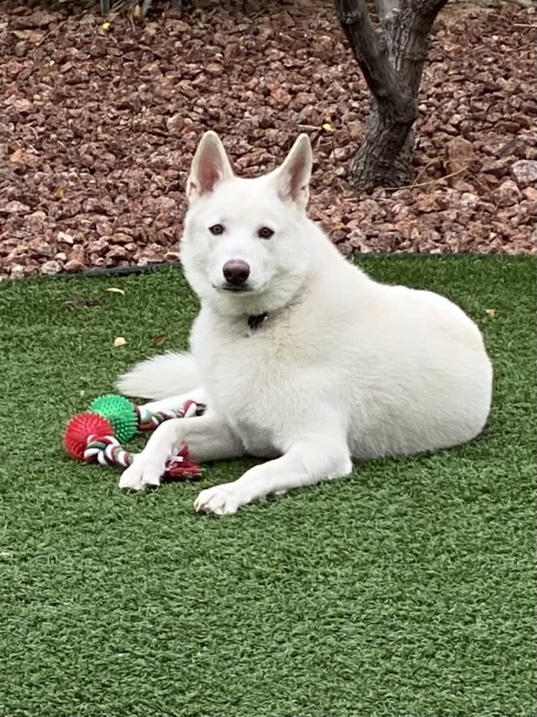 Zeus Barron, a German Shepherd Dog and Siberian Husky mix tested with EmbarkVet.com