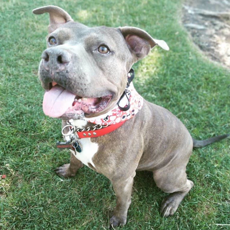 Aries, an American Bully tested with EmbarkVet.com