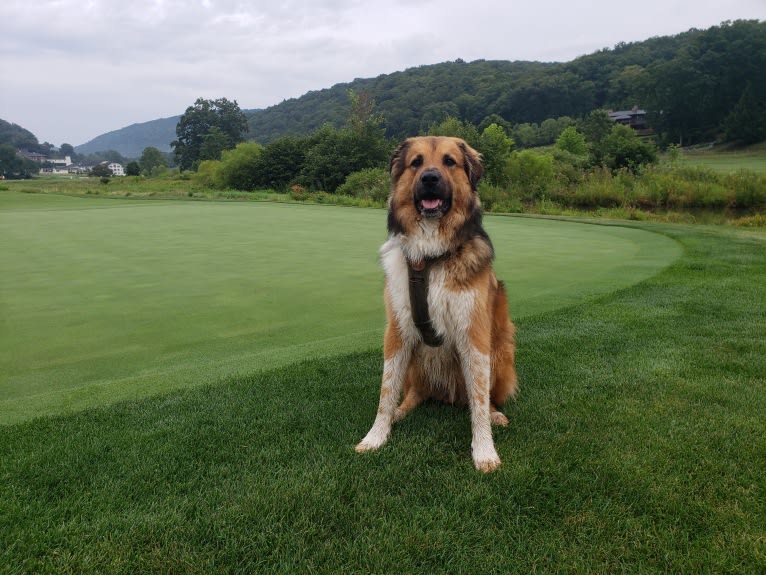 Ross, a Great Pyrenees and American Pit Bull Terrier mix tested with EmbarkVet.com
