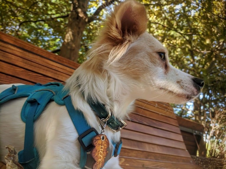 Lizzy (Eliza/Elizabeth), an Eastern European Village Dog and Pekingese mix tested with EmbarkVet.com