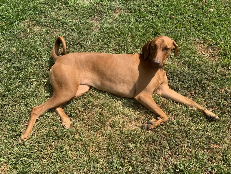 Nugget, a Doberman Pinscher and Neapolitan Mastiff mix tested with EmbarkVet.com