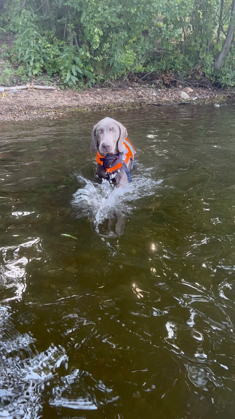 Apollo, a Weimaraner tested with EmbarkVet.com