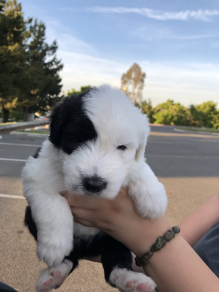 LUCY, an Old English Sheepdog tested with EmbarkVet.com