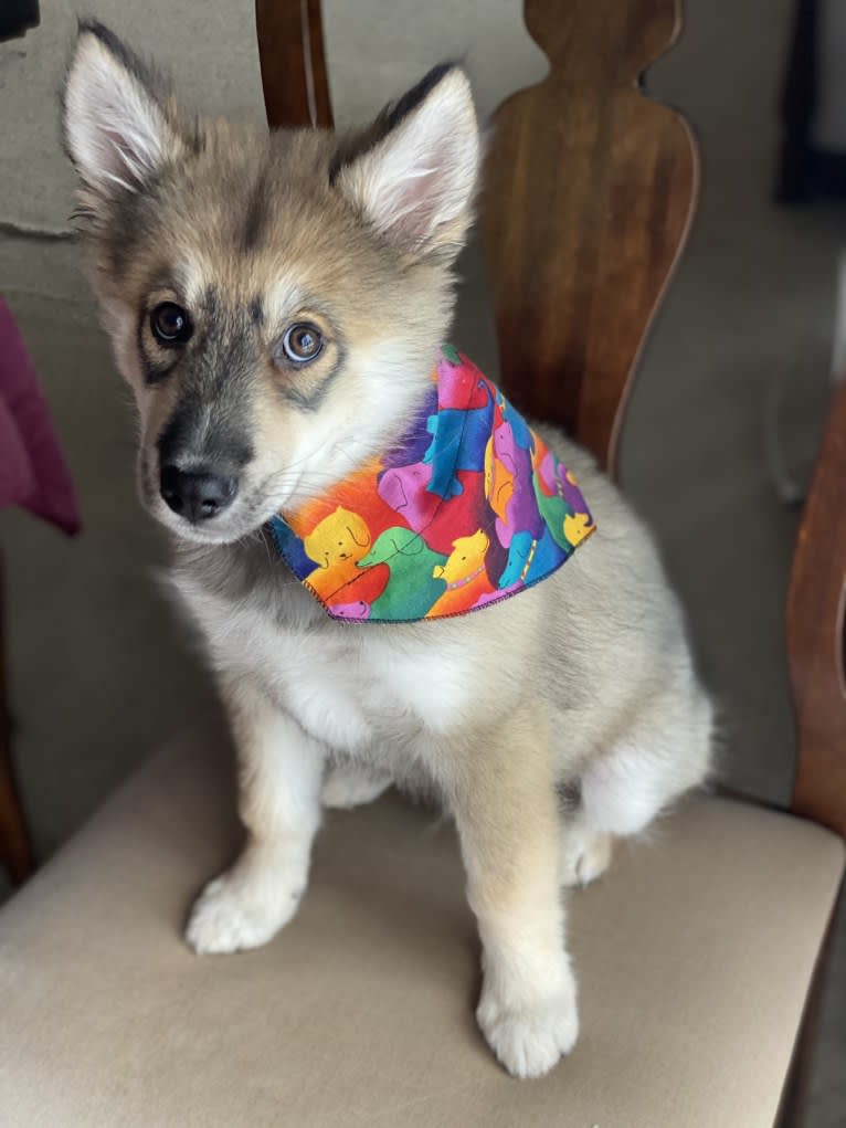 Turbo, a Siberian Husky and German Shepherd Dog mix tested with EmbarkVet.com