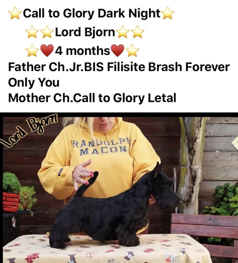 Photo of Call To Glory Night Lord Bjorn, a Scottish Terrier  in Las Grutas, Río Negro, Argentina