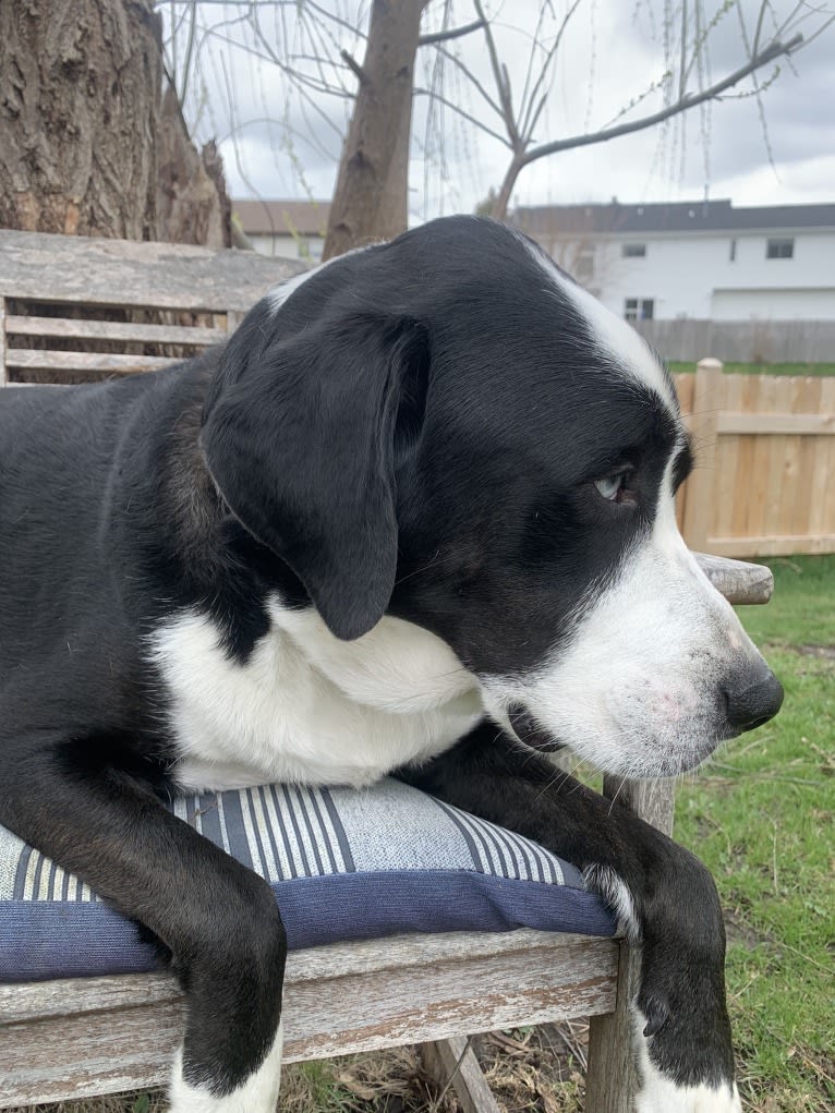 Gatsby, a Beagle and Siberian Husky mix tested with EmbarkVet.com